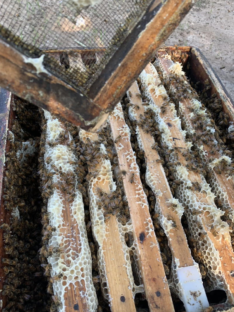 蜂巢蜜500克可以嚼着吃的蜂巢蜜蜂场直销