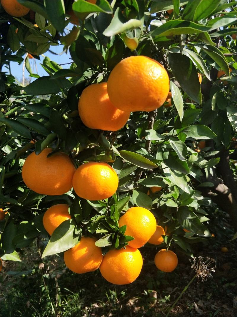 蜜橘早熟蜜橘柑桔大分四号对接各类商超电商平台社区团购