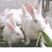 包邮包成活兔子活体大巨型肉兔比利时野兔新西兰肉兔苗