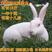 包邮包成活兔子活体大巨型肉兔比利时野兔新西兰肉兔苗