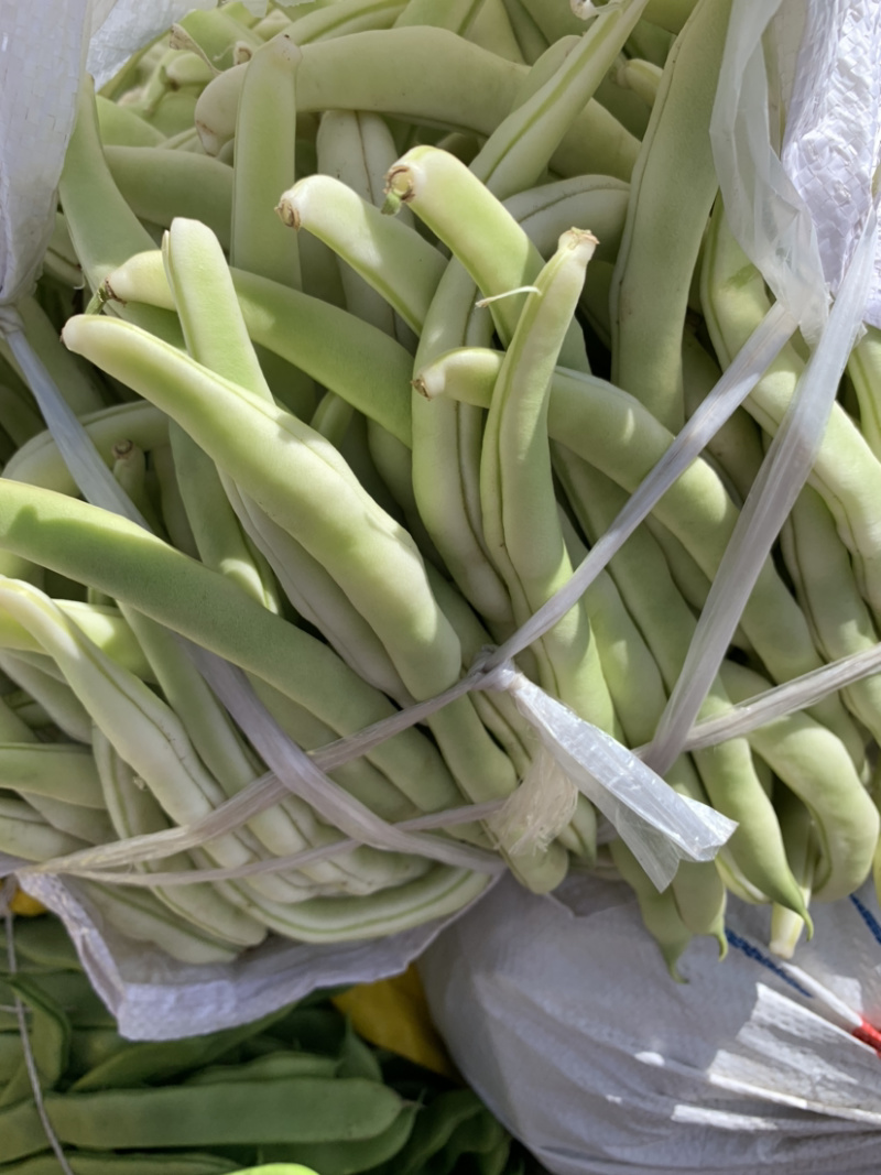 各种豆角大量上市，有需要的可以和我联系。