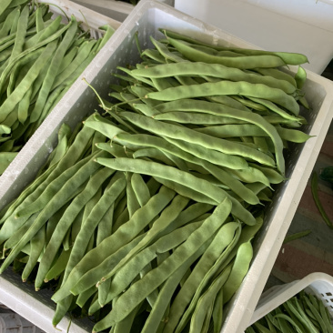 各种豆角大量上市，有需要的可以和我联系。