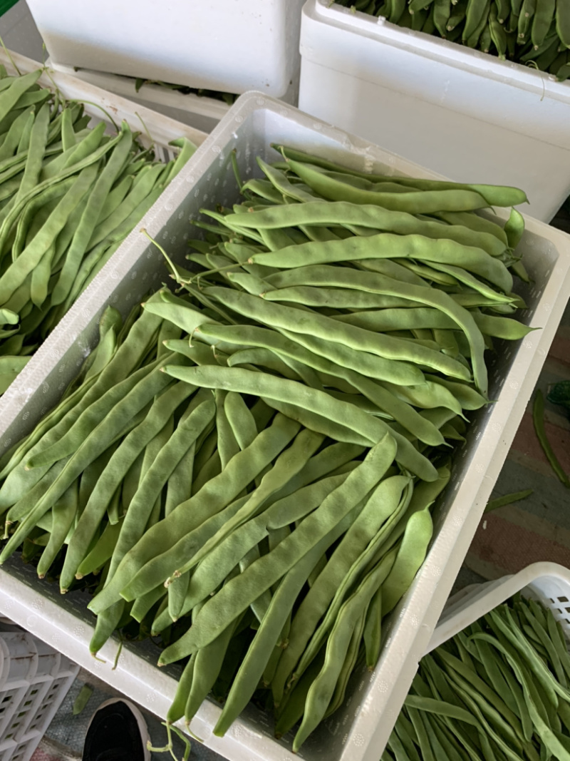 各种豆角大量上市，有需要的可以和我联系。