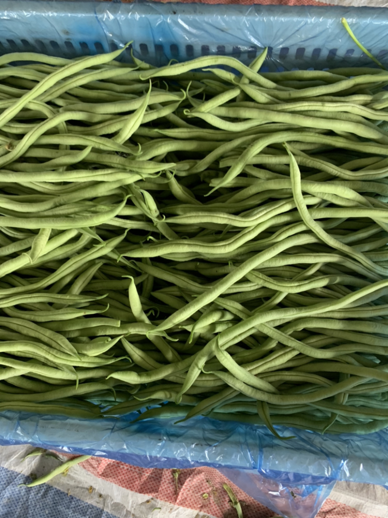 各种豆角大量上市，有需要的可以和我联系。