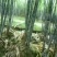 广西黑皮甘蔗4~5cm2~2.5米4~6斤产地直供