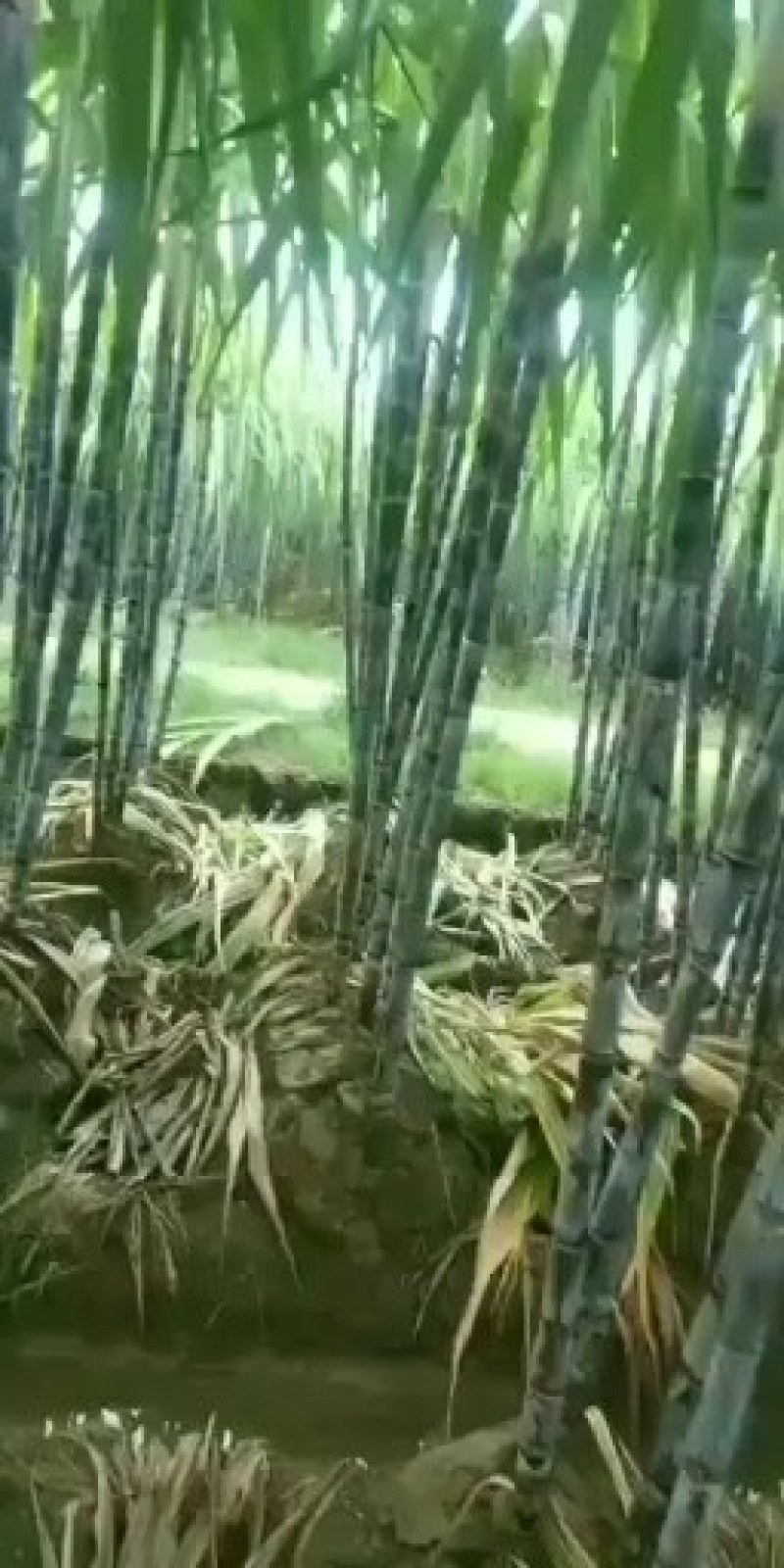 广西黑皮甘蔗4~5cm2~2.5米4~6斤产地直供