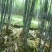广西黑皮甘蔗4~5cm2~2.5米4~6斤产地直供