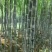 『种植大户』基地直采优质黑皮甘蔗发货装车一条龙