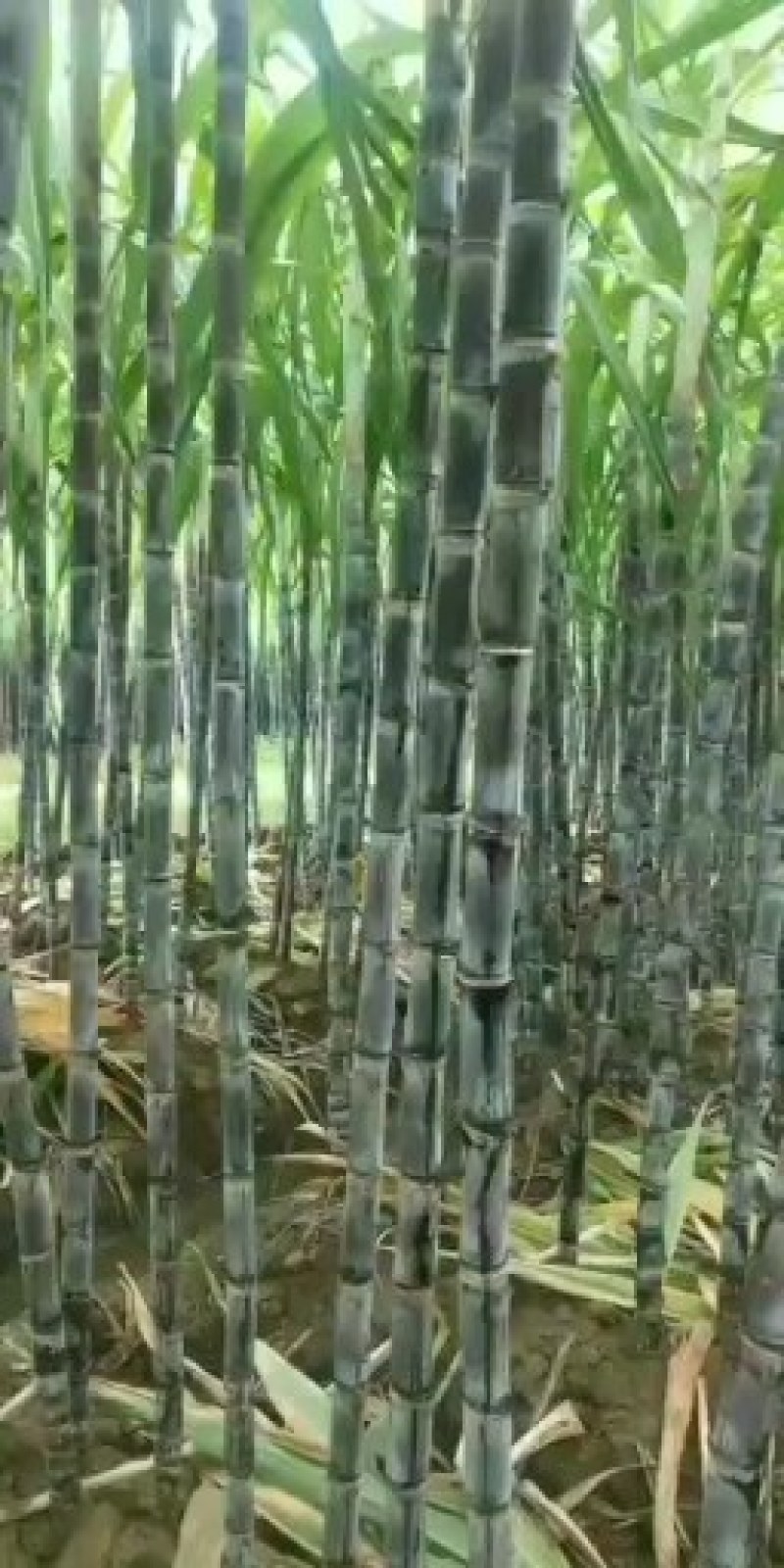 『种植大户』基地直采优质黑皮甘蔗发货装车一条龙