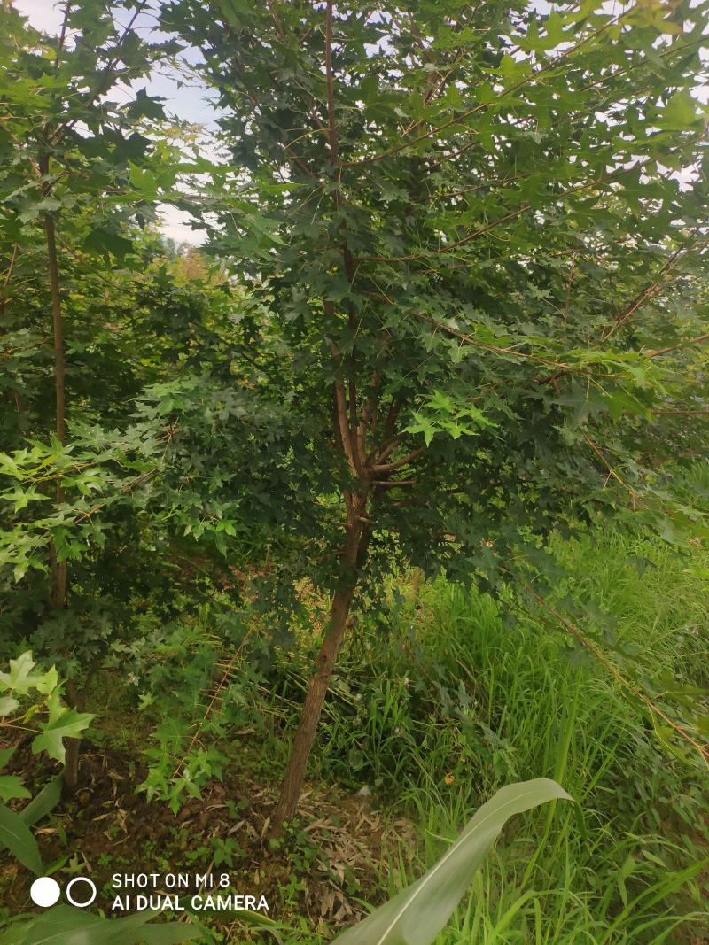 精品元宝枫201~300cm产地直供大量有货质量保证