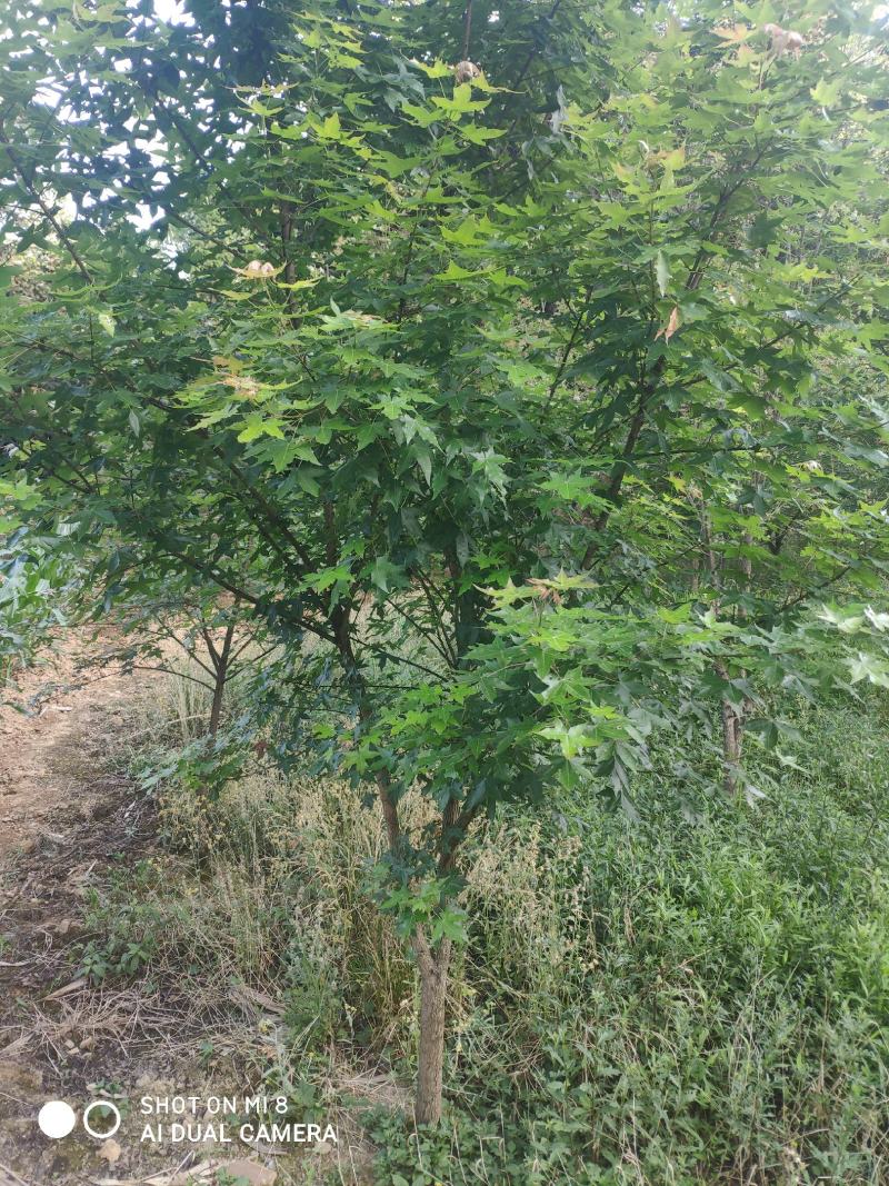 精品元宝枫201~300cm产地直供大量有货质量保证