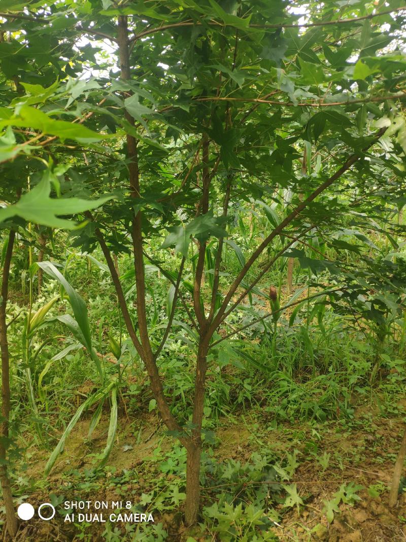 精品元宝枫201~300cm产地直供大量有货质量保证