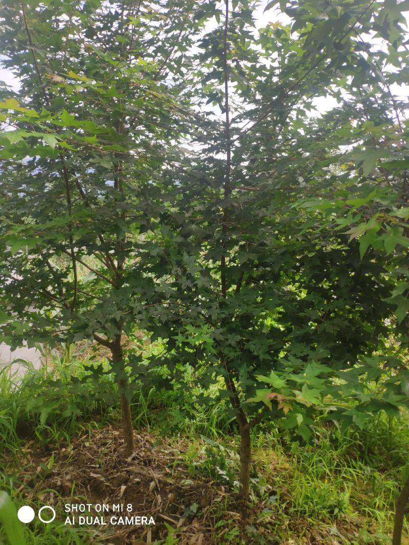 精品元宝枫201~300cm产地直供大量有货质量保证