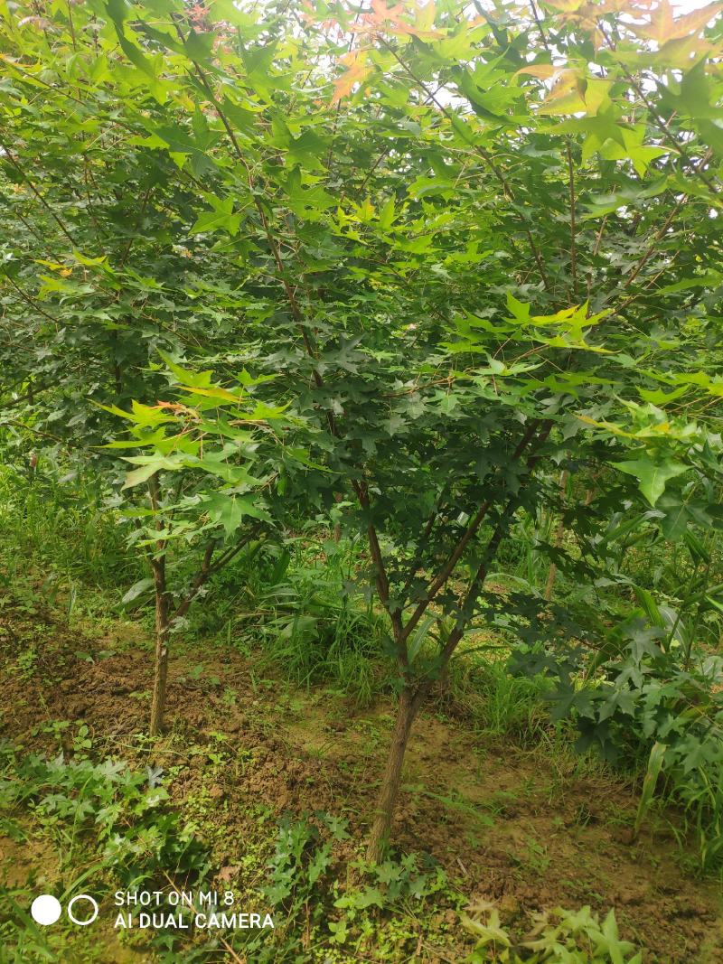 精品元宝枫201~300cm产地直供大量有货质量保证