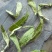 甜叶菊甜菊叶茶用级别各种外用药材需要联系我
