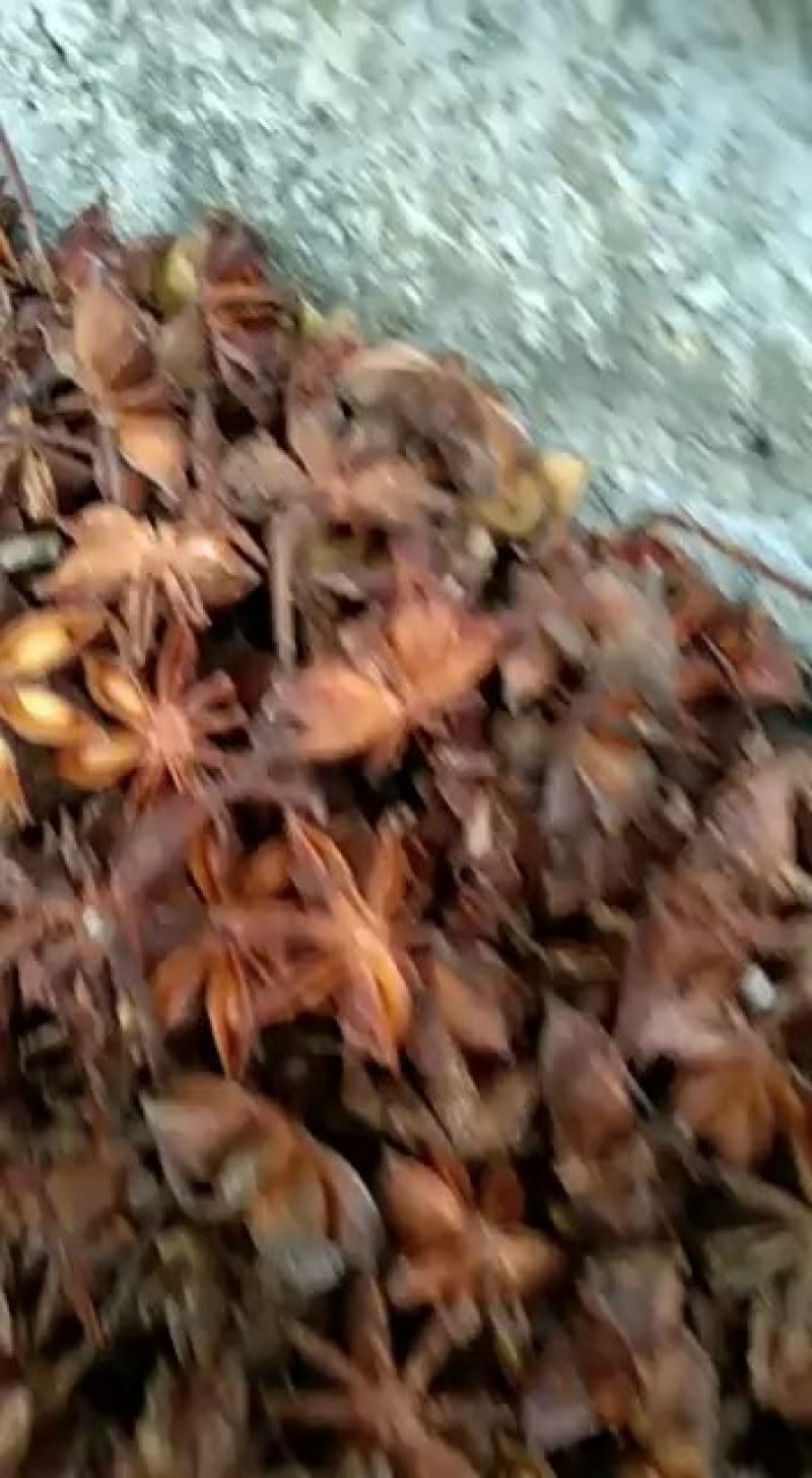 干货八角本地水烫果需要的可以联系