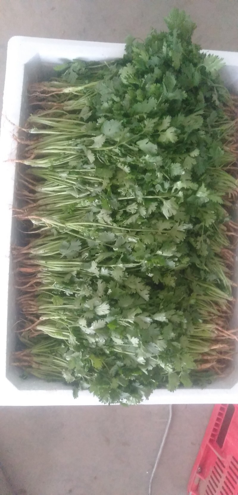 【精品香菜】质量好，价格优惠