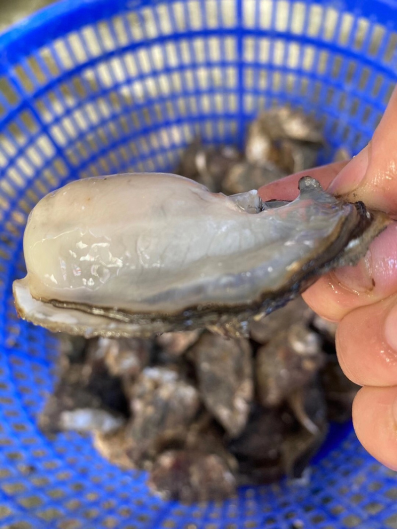 广东生蚝带壳牡蛎台山蚝湛江蚝大量批发，一件批发价