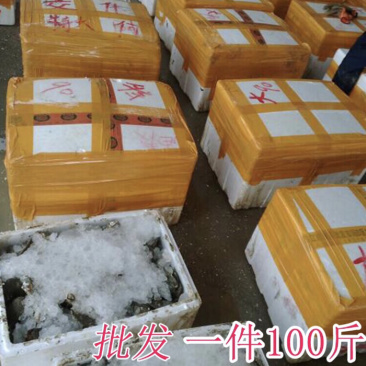 广东生蚝带壳牡蛎台山蚝湛江蚝大量批发，一件批发价
