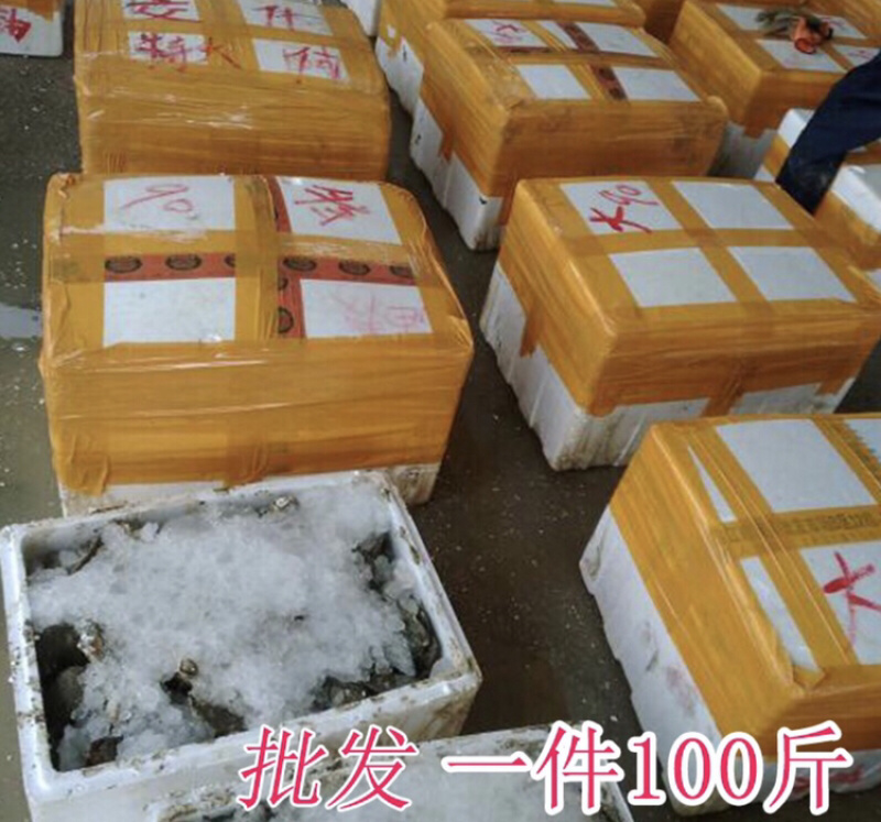 广东生蚝带壳牡蛎台山蚝湛江蚝大量批发，一件批发价