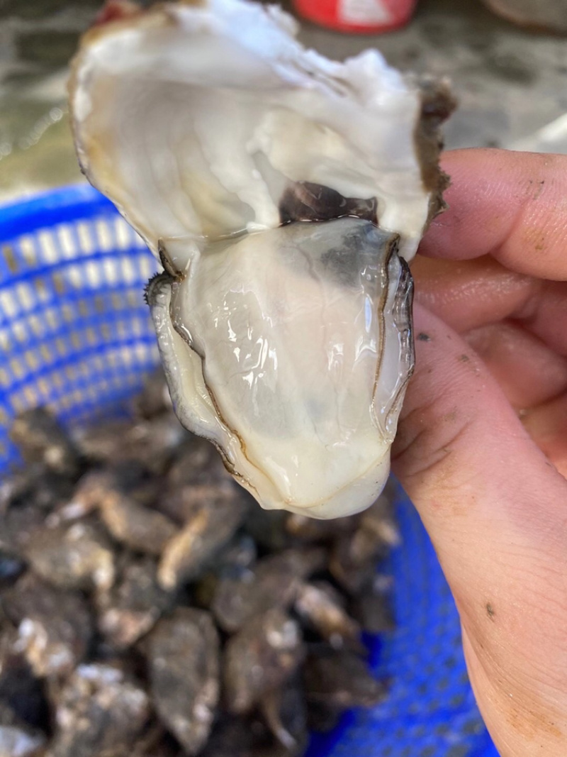 广东生蚝带壳牡蛎台山蚝湛江蚝大量批发，一件批发价