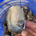 广东生蚝带壳牡蛎台山蚝湛江蚝大量批发，一件批发价