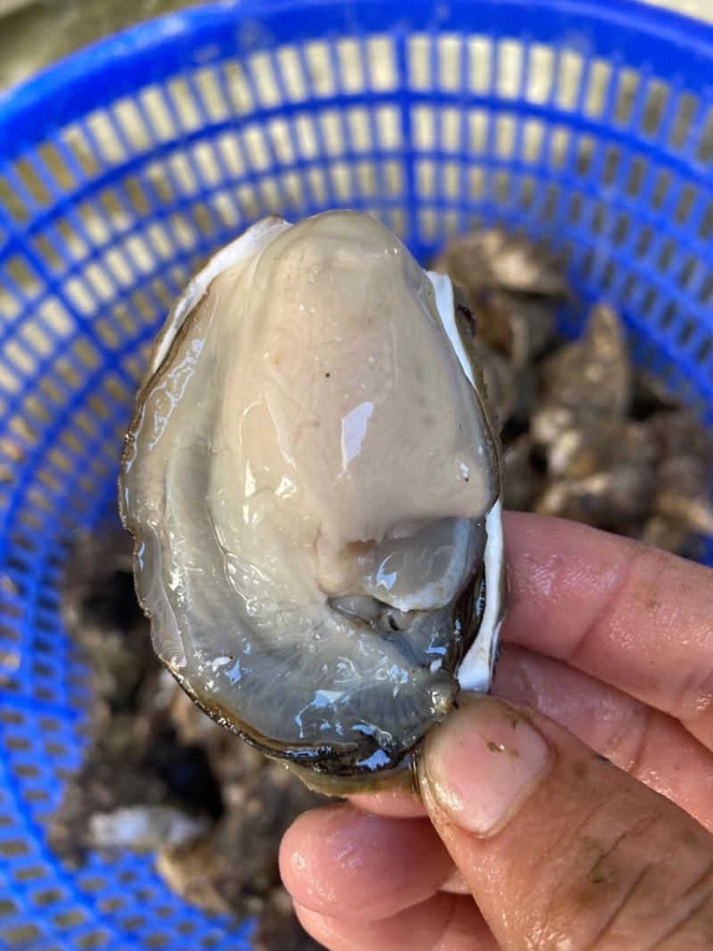 广东生蚝带壳牡蛎台山蚝湛江蚝大量批发，一件批发价