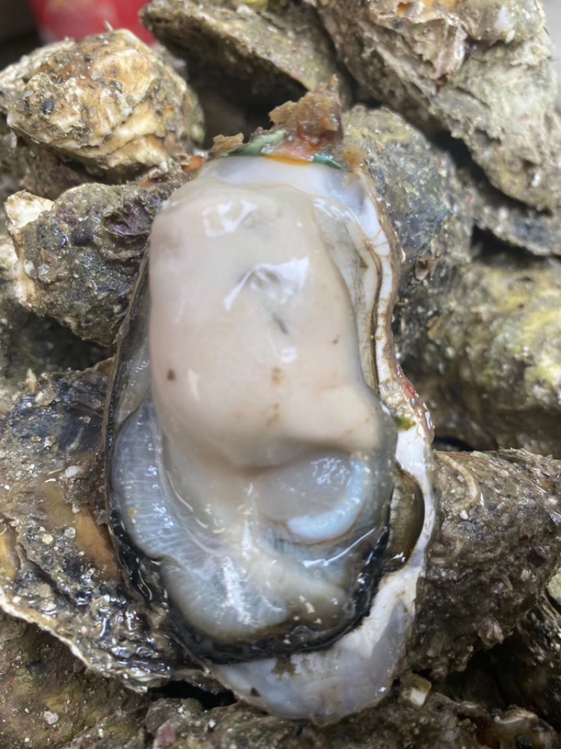 广东生蚝带壳牡蛎台山蚝湛江蚝大量批发，一件批发价