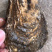 广东生蚝带壳牡蛎台山蚝湛江蚝大量批发，一件批发价