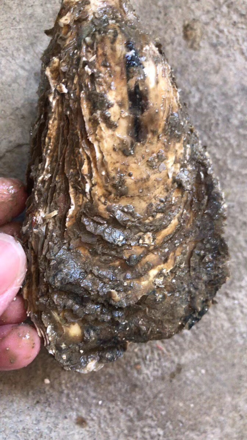 广东生蚝带壳牡蛎台山蚝湛江蚝大量批发，一件批发价