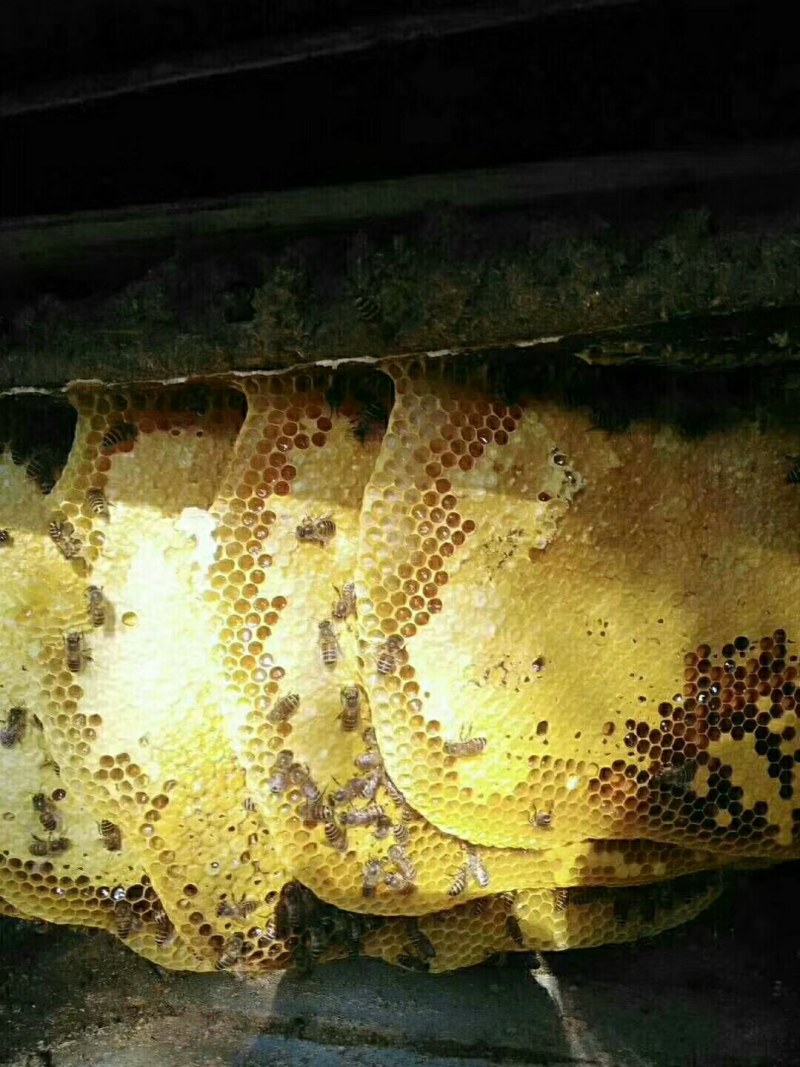 云南省红河州蒙自市西北勒半野蜂蜜