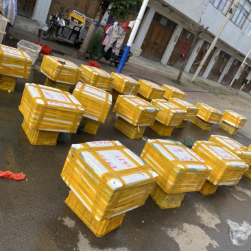 大条黄鳝质量好规格硬，欢迎前来考察，全国支持发货