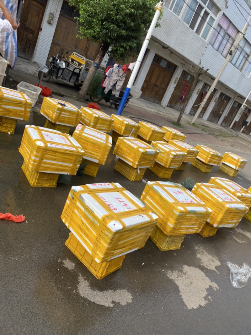 大条黄鳝质量好规格硬，欢迎前来考察，全国支持发货