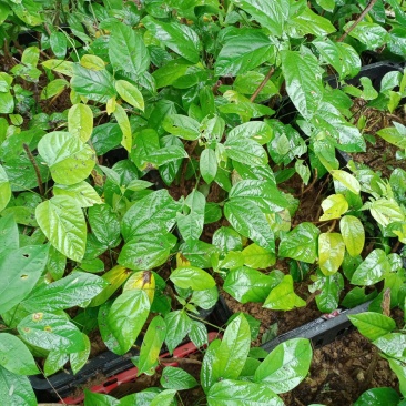 大黄藤苗高20至50Cm以上苗，统苗