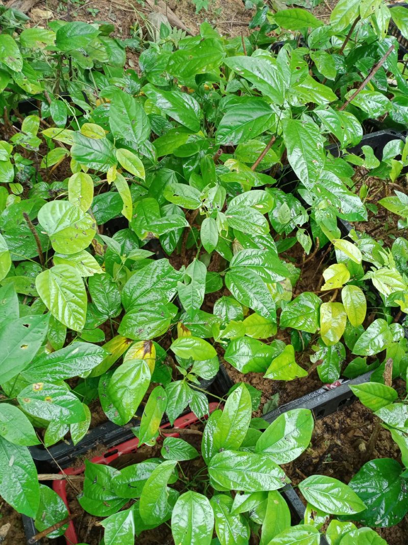 大黄藤苗高20至50Cm以上苗，统苗