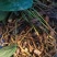 大黄藤苗高20至50Cm以上苗，统苗