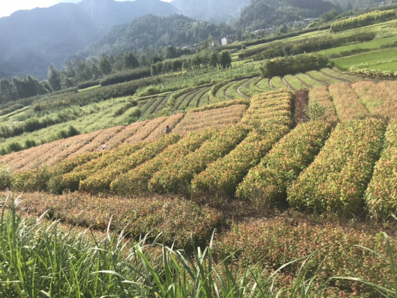 鸡爪槭鸡爪槭苗鸡爪槭小苗鸡爪槭树苗鸡爪槭小树苗