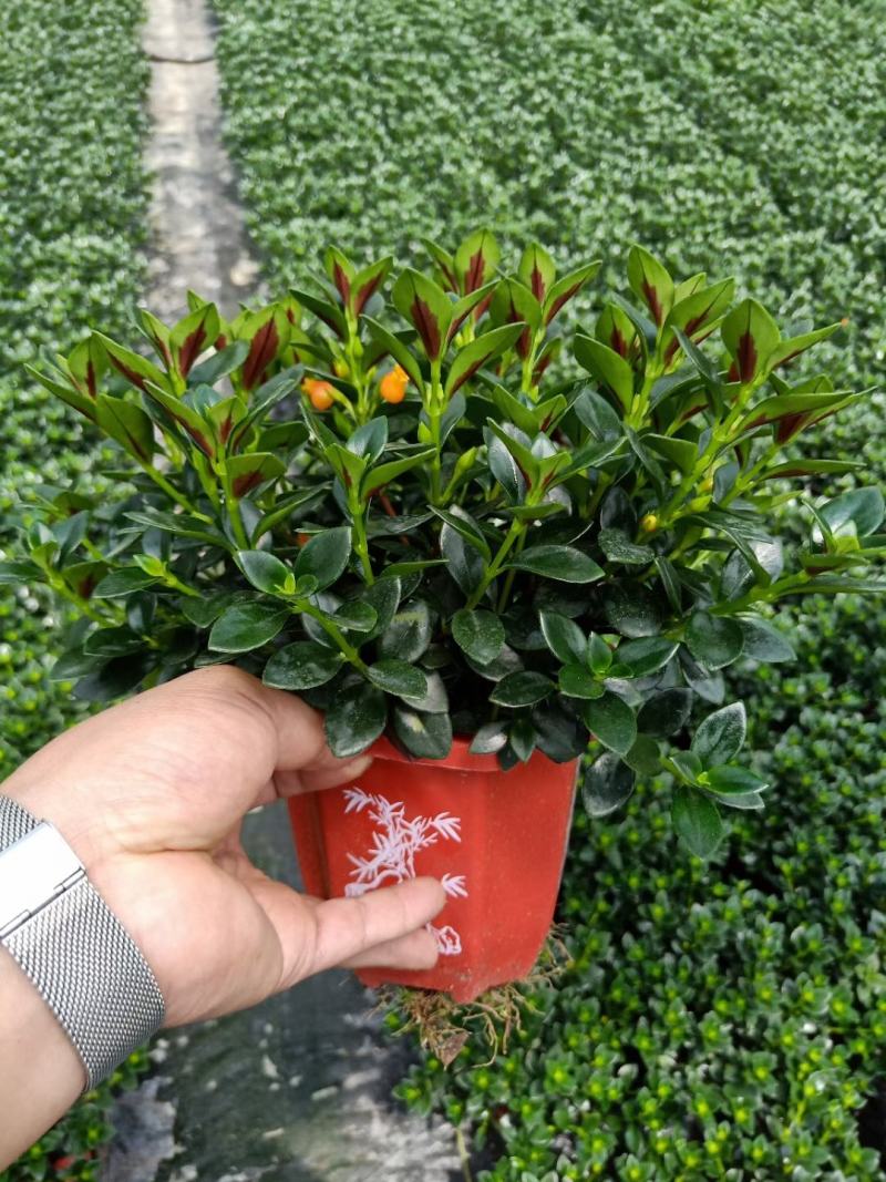精品八角杯金鱼草带花苞靓货，福建基地自产自销
