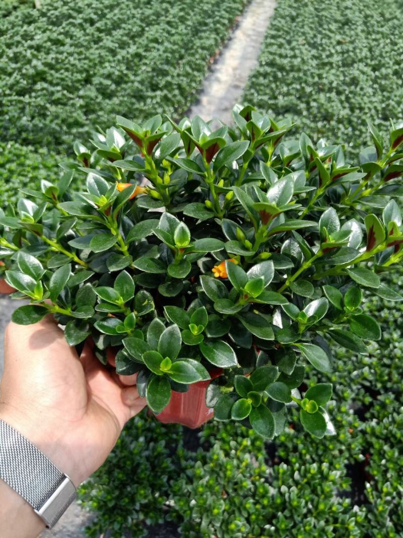 精品八角杯金鱼草带花苞靓货，福建基地自产自销
