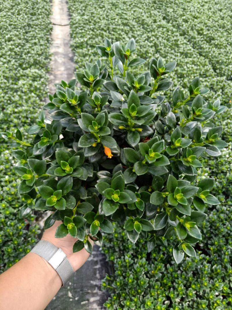 精品八角杯金鱼草带花苞靓货，福建基地自产自销