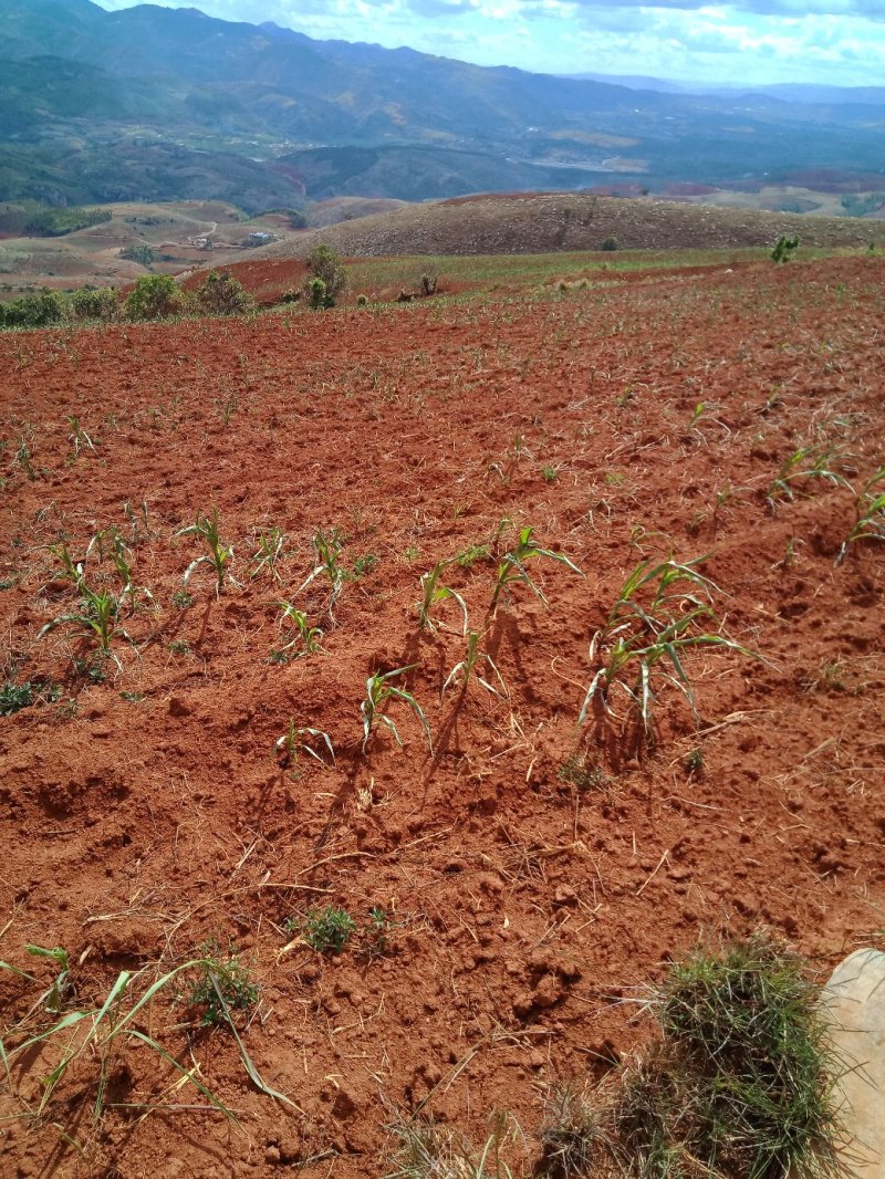山地出租自家山地出租，水路通，价格合适欢迎咨询