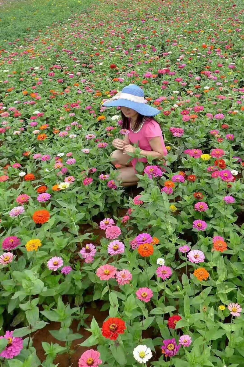 百日草花种子，矮杆混色重瓣百日草种子，四季易活花种子