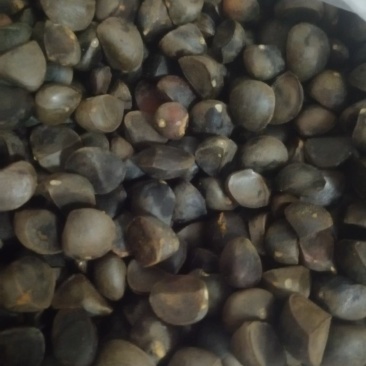 纯野生山茶籽价格优惠