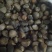 纯野生山茶籽价格优惠
