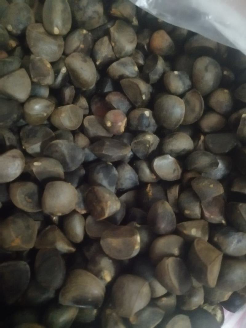纯野生山茶籽价格优惠