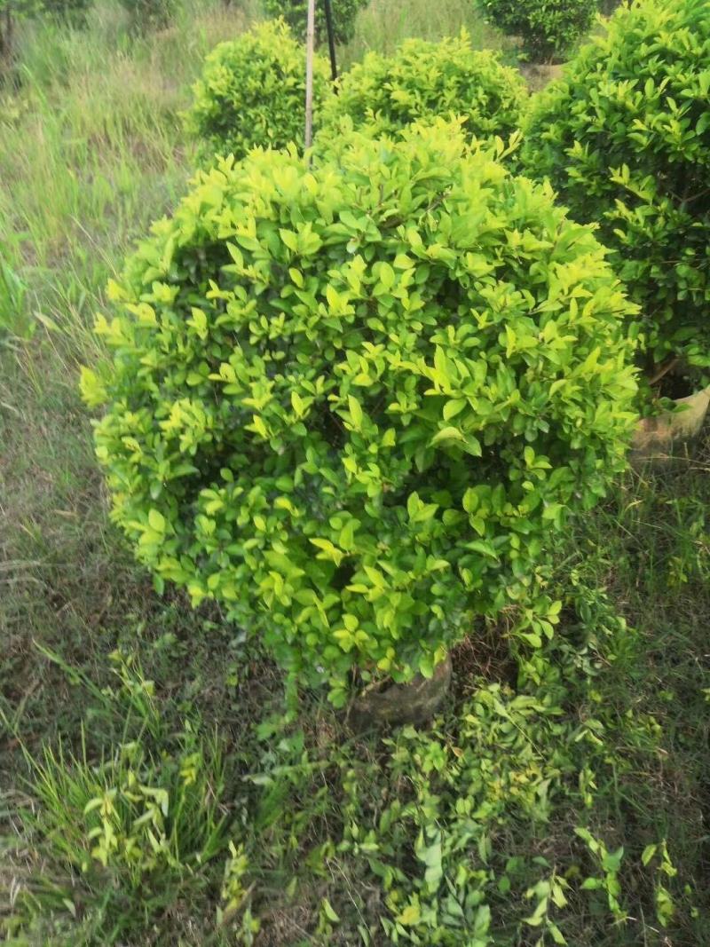 黄金叶高度80高，基地大量多种规格低价出售