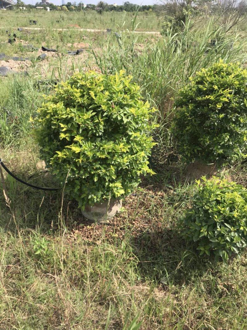 黄金叶高度80高，基地大量多种规格低价出售