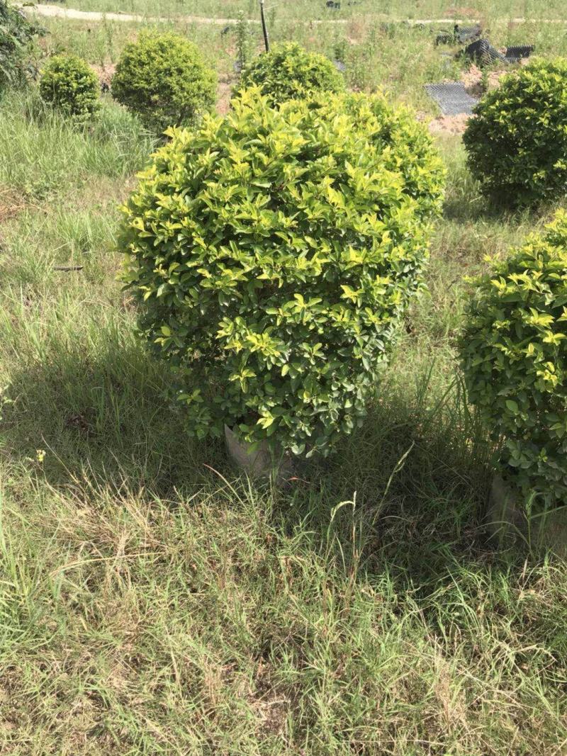 黄金叶高度80高，基地大量多种规格低价出售