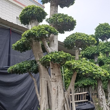 造型榕树桩，嫁接造型金钱榕树桩头，造型小叶榕桩头4-6米