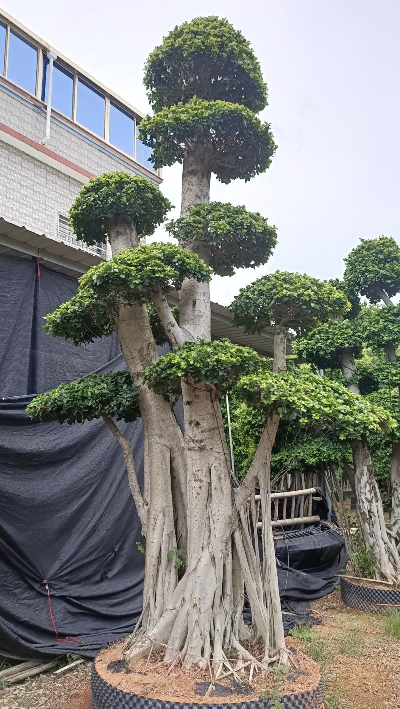 造型榕树桩，嫁接造型金钱榕树桩头，造型小叶榕桩头4-6米